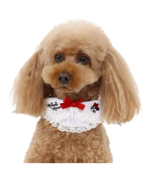 ディズニー ミニーマウス 襟付ドット首輪 ペットss 小型犬 Pet Paradise 通販 雑貨とペット用品の通販サイト マザーガーデン ペットパラダイス