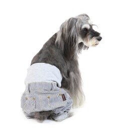 PET PARADISE ペットパラダイス ヒッコリー マナーパンツ  〔超小型・小型犬〕