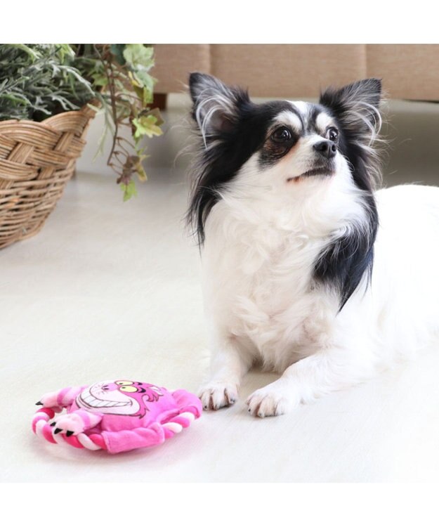 PET PARADISE ディズニー アリス チェシャ猫 トイ 愛犬用 TOY おもちゃ ピンク（濃）