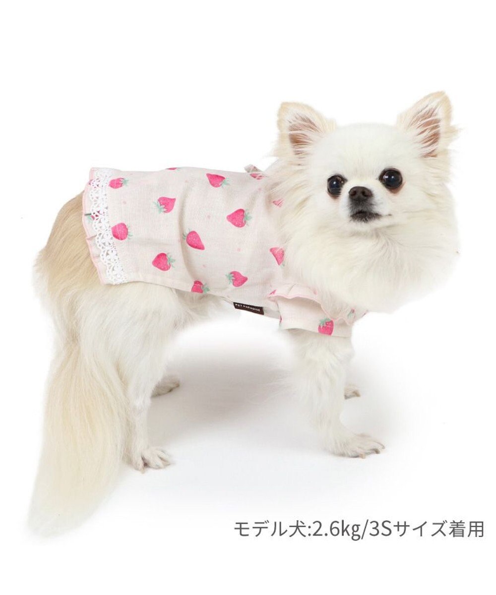 いちごの狛犬 まばたき👀・👀 同時にするよ〜🐶🐶 . . . . #chihuahua