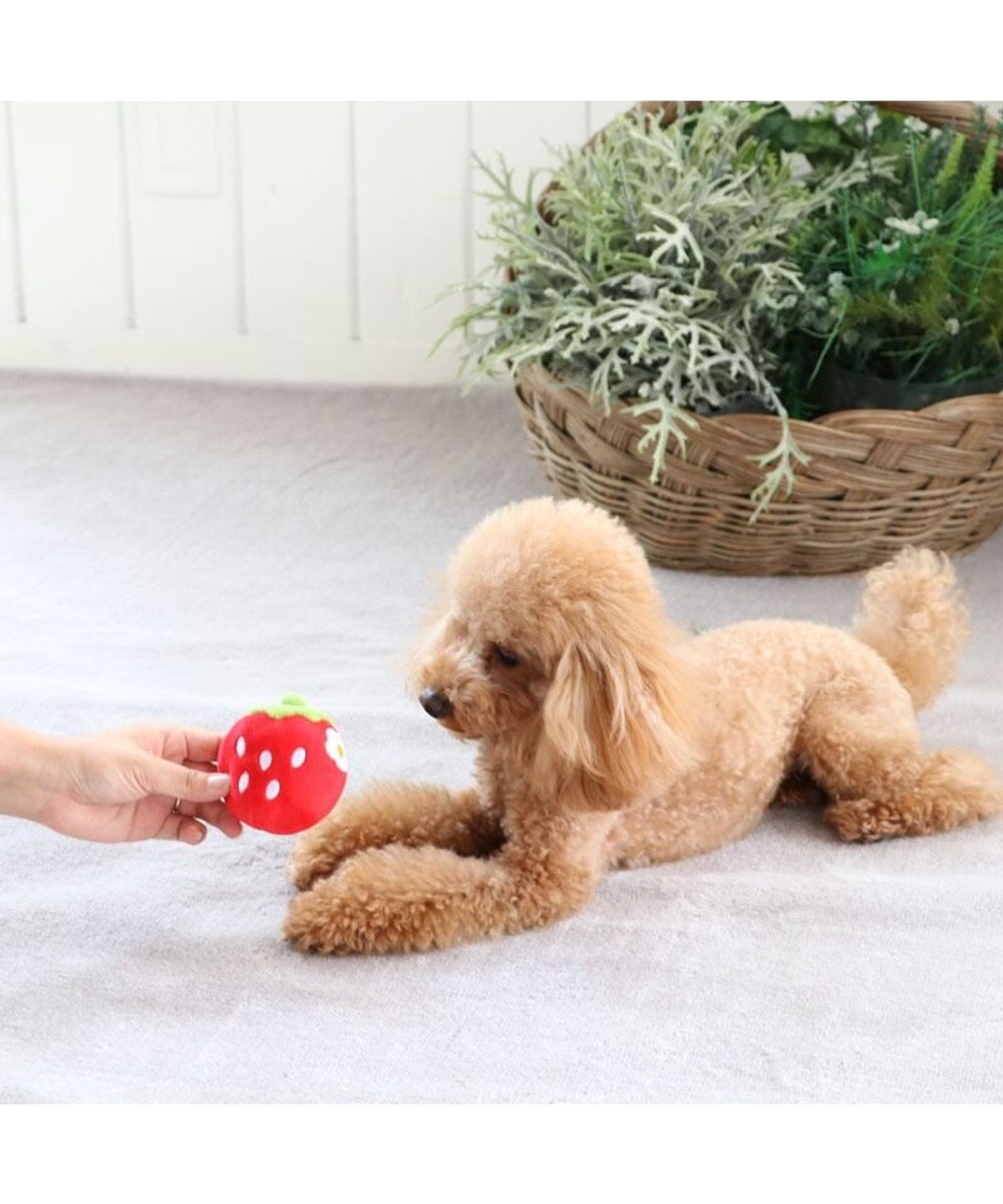 犬用品 ペットグッズ 犬 おもちゃ ペットパラダイス 犬 おもちゃ ボール 苺 コロコロ 苺 いちご 赤 イチゴ 野いちご 野いちご イチゴ おうちであそぼう おうち時間 お家遊び 音が鳴る オモチャ 玩具 Toy 小型犬 おもちゃ Pet Paradise 通販 雑貨とペット用品の通販 犬用品 ペットグッズ 犬 おもちゃ ペットパラダイス 犬 おもちゃ ボール 苺 コロコロ 苺 いちご 赤 イチゴ 野いちご 野いちご イチゴ おうちであそぼう おうち時間 お家遊び 音が鳴る オモチャ 玩具 Toy 小型犬 おもちゃ Pet Paradise 通販 雑貨とペット用品の通販