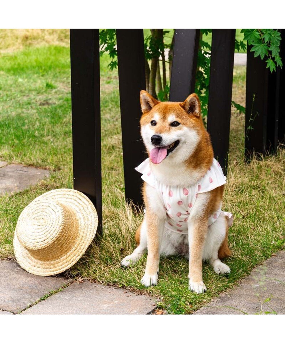 PET PARADISE ペットパラダイス タッチワンクールプラス Tシャツ 《いちご》 中型犬 大型犬 