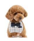 PET PARADISE ペットパラダイス 蝶ネクタイ スタイ 《チェック柄》 小型犬