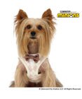 PET PARADISE ミニオン ティム ベストハーネス 《アーガイル》 小型犬 SS