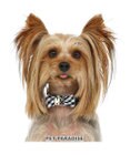 PET PARADISE リサとガスパール おしゃれ 首輪 【ＳＳ】 ギンガムチェック 反射