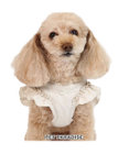 PET PARADISE ペットパラダイス ベストハーネス 《フリル》 S 小型犬