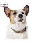 PET PARADISE ペットパラダイス 合皮 首輪 《カーキ》 小型犬 SS