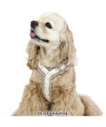 PET PARADISE 反射 花柄 アクティブハーネス 【ＳM】中型犬