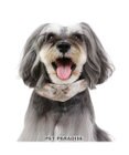 PET PARADISE 花柄 襟付首輪 おしゃれ 【S】 小型犬