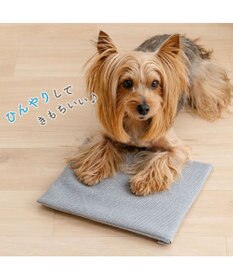 PET PARADISE ペットパラダイス  コンパクトクーラー グレー 2026