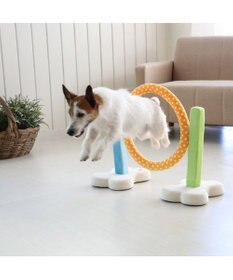 PET PARADISE 犬 トイ TOY ペットパラダイス アジリティ セット 訓練 ドッグアジリティ トレーニング
