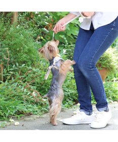 PET PARADISE スヌーピー リード&ハーネス 《パーティ柄》 3S 小型犬