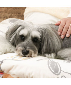 PET PARADISE スヌーピー 遠赤外線 くつろぎマット 《兄弟柄》 M