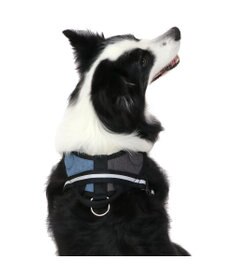 PET PARADISE ヘッドインハーネス 【Ｌ】 オレンジ / ブルー  【大型犬】