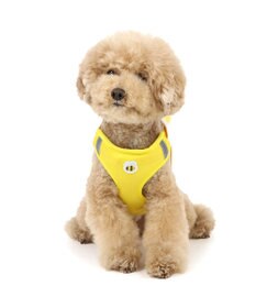 PET PARADISE ディズニー くまのプーさん マスコット付き ハーネス S 小型犬