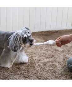 PET PARADISE ペットパラダイス 引っ張り トイ 《雲/星》