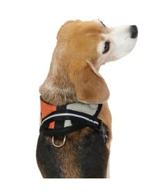 PET PARADISE ヘッドインハーネス  【SM】 オレンジ / ブルー 【中型犬】