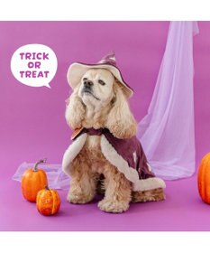 PET PARADISE ペットパラダイス 魔法つかいマント 中型犬 大型犬