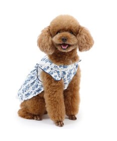 PET PARADISE ペットパラダイス 涼やか ワンピース 小型犬