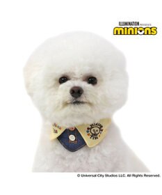 PET PARADISE ミニオン ティム デニム首輪 【３Ｓ】 襟付き 小型犬
