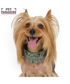 PET PARADISE ペットパラダイス ペタルオリーブ首輪 ＳＳ
