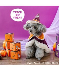 PET PARADISE ハロウィン かぼちゃＢＯＸ かぼちゃボーロ