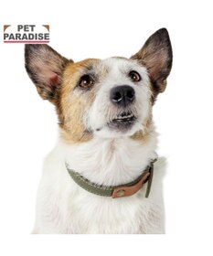 PET PARADISE ペットパラダイス 合皮 首輪 《カーキ》 小型犬 3S