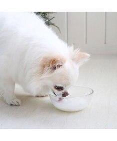 PET PARADISE ペットパラダイス オランダ産 ヤギミルク  ペット用