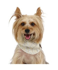 PET PARADISE ペットパラダイス 反射スヌード 《ホワイト》  小型犬