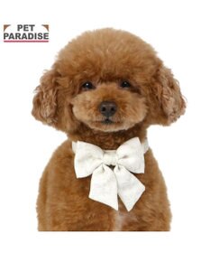 PET PARADISE ペットパラダイス 花柄りぼん 首輪 ３Ｓ 小型犬