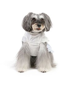 PET PARADISE ペットパラダイス ストライプ ワンピース 小型犬