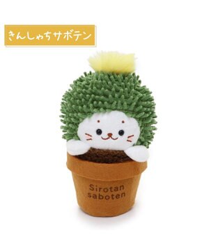  しろたん サボテン マスコット 《きんしゃちサボテン》