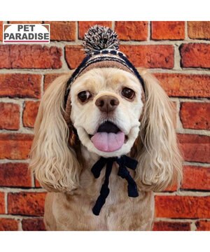  ペットパラダイス ボンボン付き 男の子 ニット 帽子 中型犬 ＳＭ～Ｍ