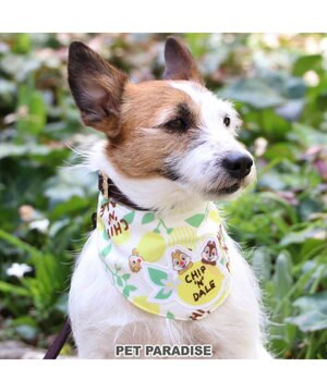 犬 服 春夏 保冷剤付き ディズニー チップとデール タンクトップ 小型犬 レモン柄 ポケットクール ドッグウエア ドッグウェア イヌ おしゃれ かわいい ひんやり 夏 涼感 冷却 吸水速乾 Pet Paradise 通販 雑貨とペット用品の通販サイト マザーガーデン