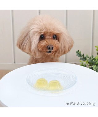 PET PARADISE 【賞味期限が12/29のため 半額】りんごゼリー 10個入り 国産 -