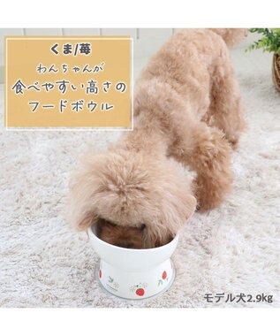 PET PARADISE 高さのある フードボウル《いちご柄 / くま柄》  陶器 くま