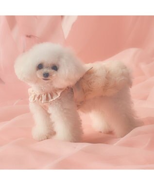 PET PARADISE cherircouture ローズチュールワンピース 《ピンク》 小型犬 ピンク