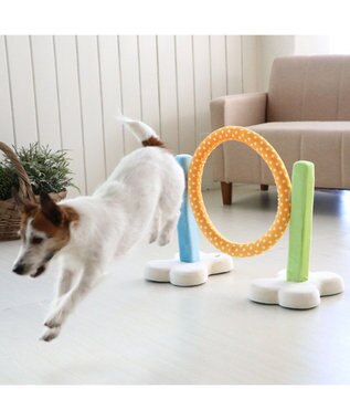 PET PARADISE 犬 トイ TOY ペットパラダイス アジリティ セット 訓練 ドッグアジリティ トレーニング マルチカラー
