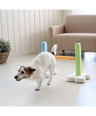PET PARADISE 犬 トイ TOY ペットパラダイス アジリティ セット 訓練 ドッグアジリティ トレーニング マルチカラー