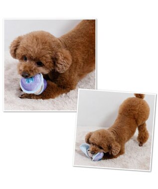 PET PARADISE ディズニー ヤングオイスター キラキラ  トイ パープル