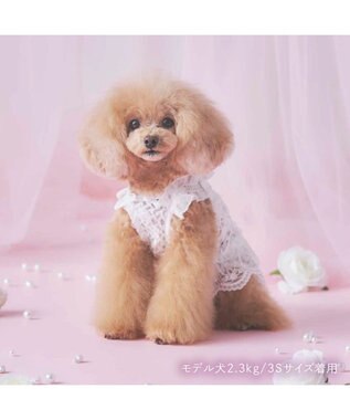 PET PARADISE cherircouture 総レース キャミソール 小型犬 ホワイト