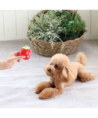 犬用品 ペットグッズ 犬 おもちゃ ペットパラダイス 犬 おもちゃ ボール 苺 コロコロ 苺 いちご 赤 イチゴ 野いちご 野いちご イチゴ おうちであそぼう おうち時間 お家遊び 音が鳴る オモチャ 玩具 Toy 小型犬 おもちゃ Pet Paradise 通販 雑貨とペット用品の通販 犬用品 ペットグッズ 犬 おもちゃ ペットパラダイス 犬 おもちゃ ボール 苺 コロコロ 苺 いちご 赤 イチゴ 野いちご 野いちご イチゴ おうちであそぼう おうち時間 お家遊び 音が鳴る オモチャ 玩具 Toy 小型犬 おもちゃ Pet Paradise 通販 雑貨とペット用品の通販