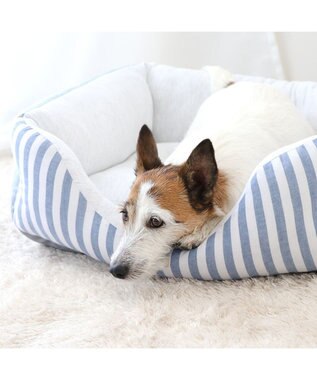 PET PARADISE ペットパラダイス　ストライプカドラー《 ブルー》 小型犬 ストライプ ブルー