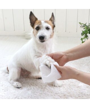 PET PARADISE エチケットクリーンシート 黄緑