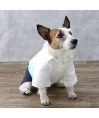 PET PARADISE J.PRESS スキッパーポロシャツ トリコロール 小型犬 ホワイト×ブルー