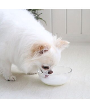 PET PARADISE ペットパラダイス ペット用 ヤギミルク オランダ産 -