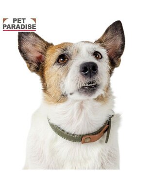 PET PARADISE ペットパラダイス 合皮 首輪 《カーキ》 小型犬 ３S