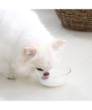 PET PARADISE ペットパラダイス オランダ産 ヤギミルク  ペット用 0