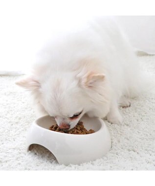 PET PARADISE ≪配合リニューアル≫ ペットパラダイス  国産 ドッグフード フローラ3kg 0