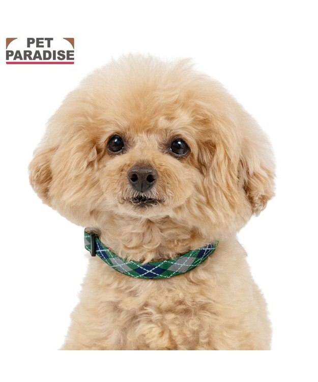 PET PARADISE ペットパラダイス チェック柄 首輪 Ｓ 小型犬 グリーン